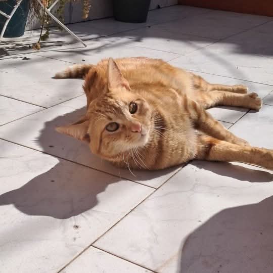 Fundación De Gatitos tweet media