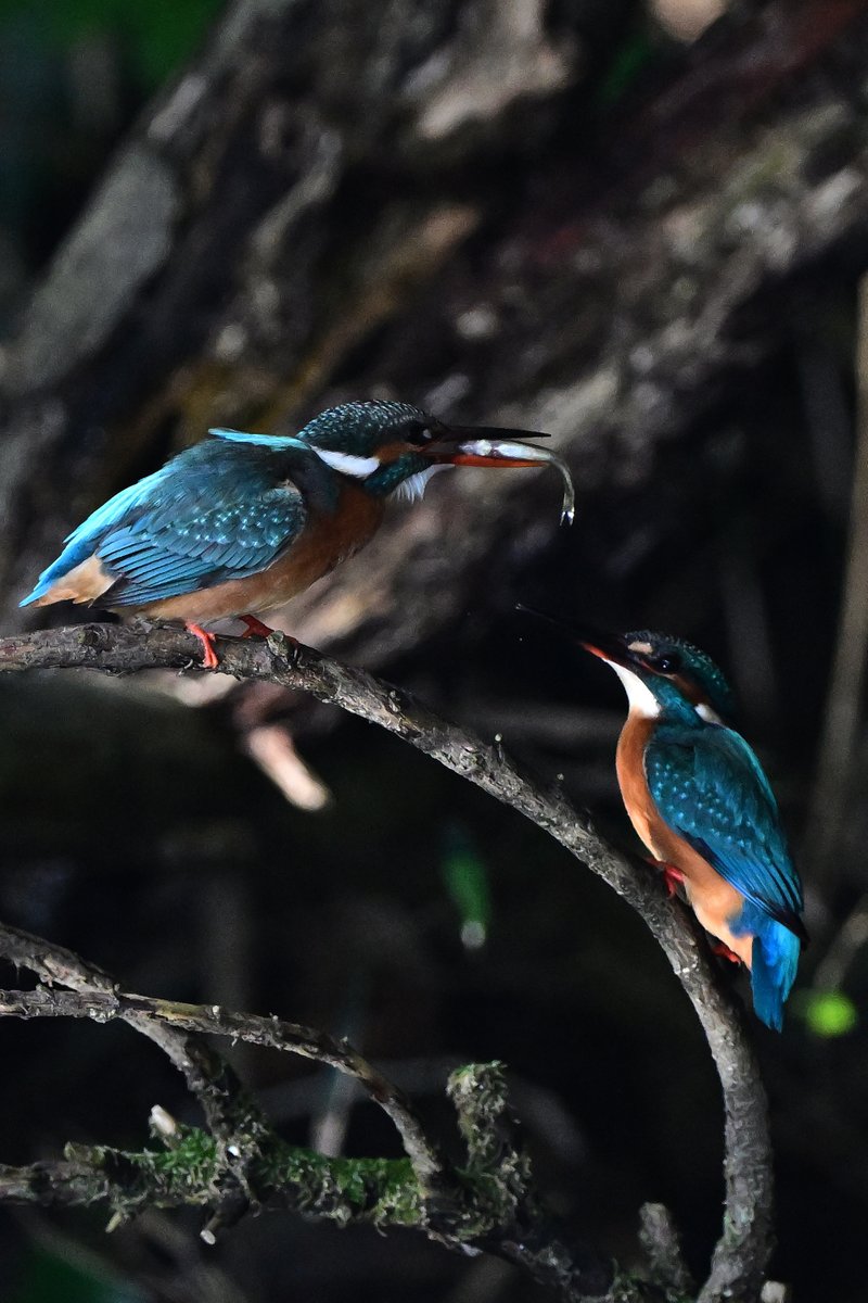 o_tac_evo's tweet image. Kingfishers

NIKKOR Z 600mm f/4 TC VR S at 840mm
F5.6 1/1600 ISO5000
Nikon Z9 Ver. 5.32 w/Tripod
Sachtler FSB8MKII on RRS TVC-34L Mk2
HOLOSUN HS510C
#holosun #lenscoat #sachtler #rrs #ReallyRightStuff #nikkor #nikon #znikkor #z9 #unstoppable #magpul #kingfisher