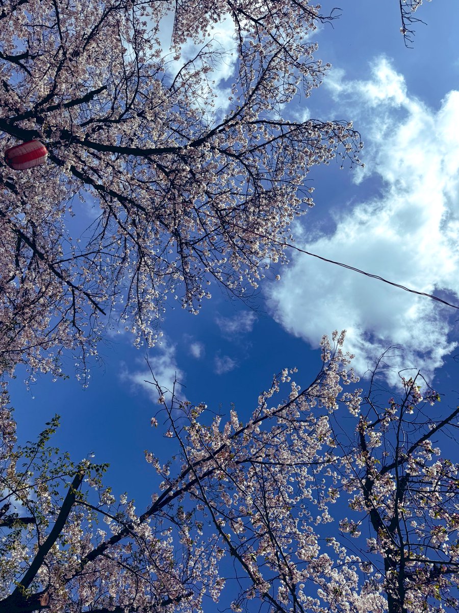 oss1955_4's tweet photo. 今日は桜を見にきてます😌🌸

もう散り出していて桜吹雪です、、！
あっという間に咲いて散っちゃいますね、、、🥹
たくさんの屋台飯を食べお腹いっぱいです🥰🥰 https://t.co/loUG7vfUN6