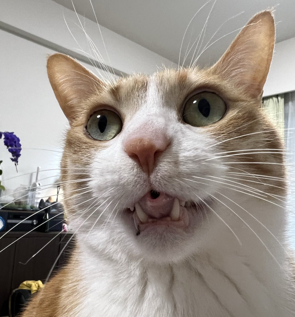 クウとカイ tweet media