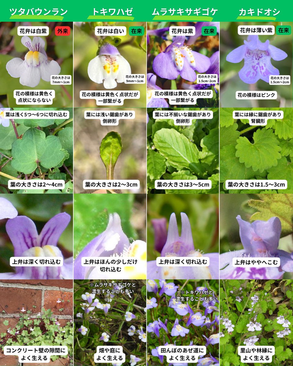 しん🌿植物オタクな中学生 tweet media