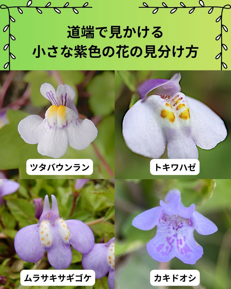 しん🌿植物オタクな中学生 tweet media