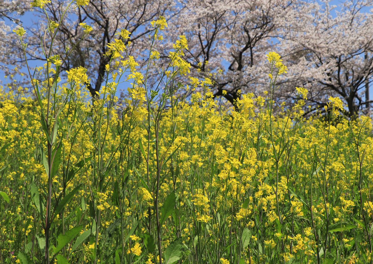 片柳弘史 tweet media