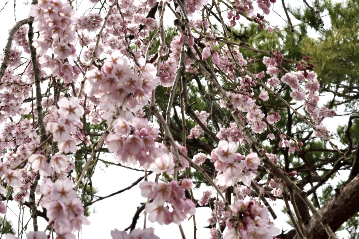 ミナミ tweet media