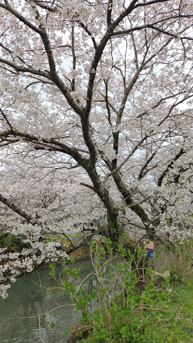 ＴＫ@すだ松ちん tweet media