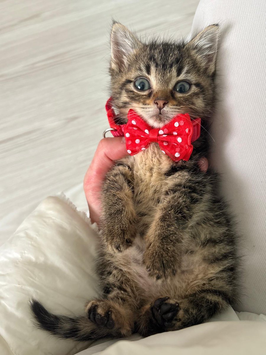 Sizi annesi sanarak peşinizde dolanan çok sıcakkanlı sevecen bir dişi kedi,  1,5 aylık, sokağa düşmemek için kalıcı yuvasını arıyor. Takip şartıyla sahiplendirilecektir. Kartal İstanbul 0544 264 93 03  +++