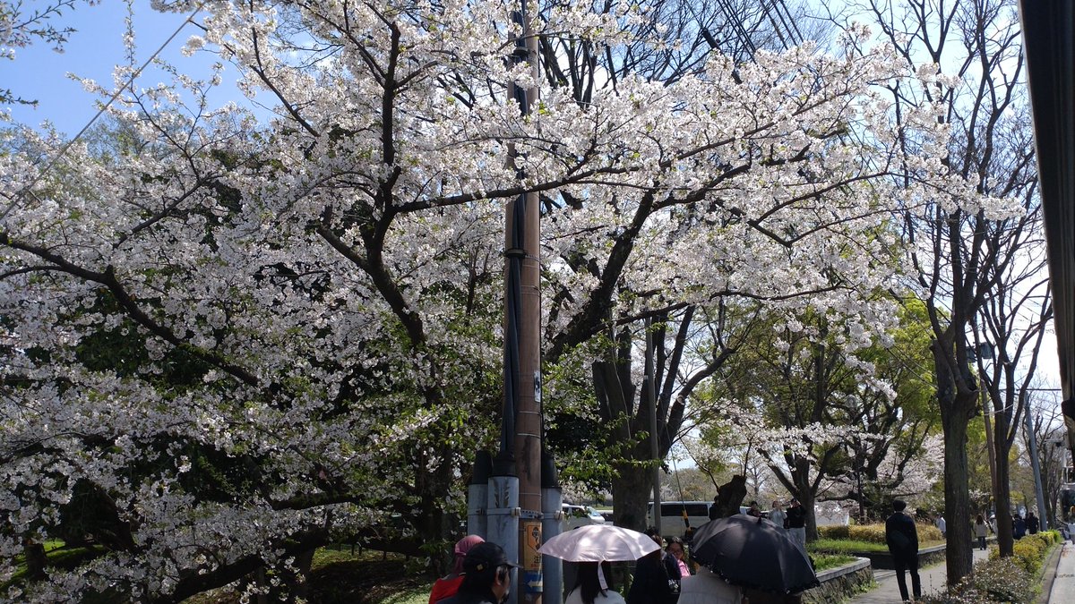 ☆ちえパンダ★ tweet media