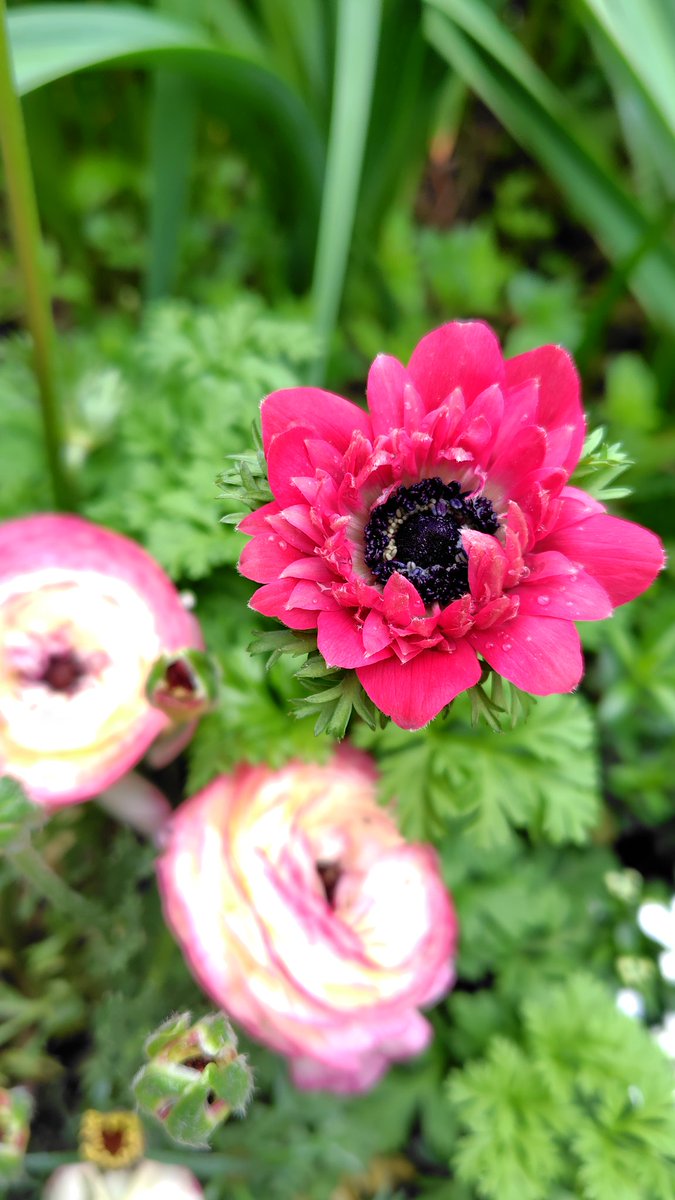 モリリン tweet media