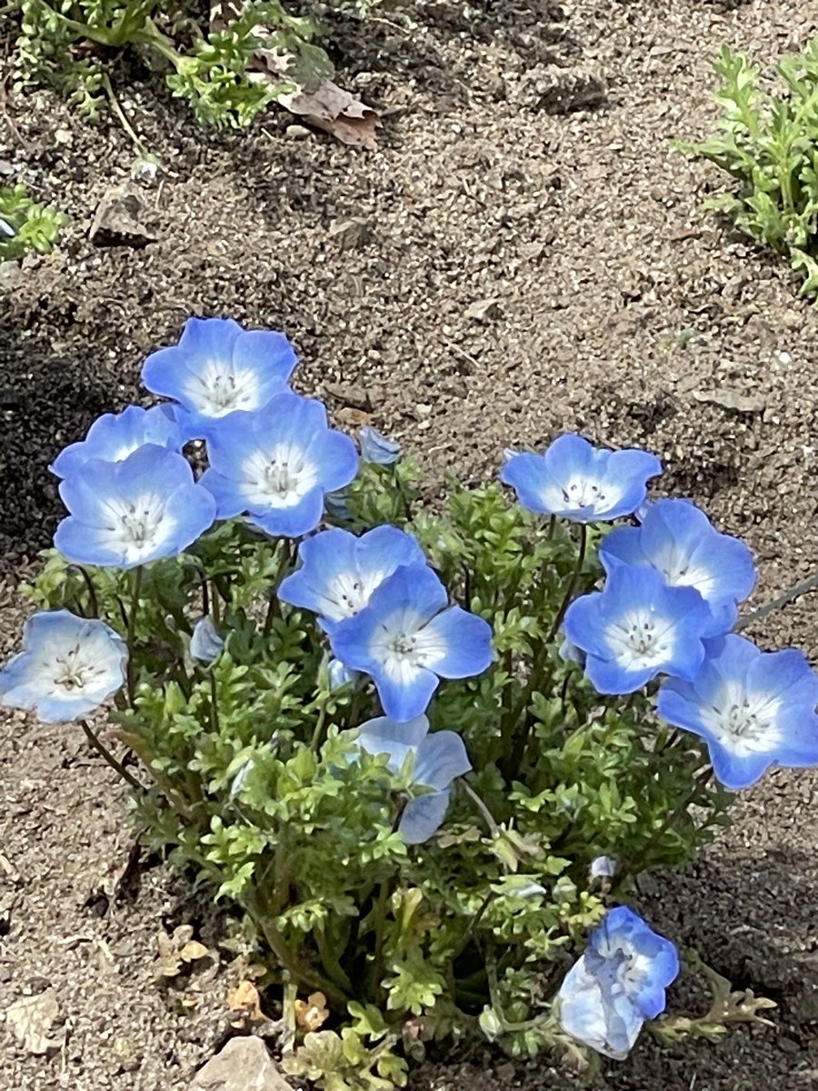 ❄️🐇雪うさぎ⛸️🌸 tweet media