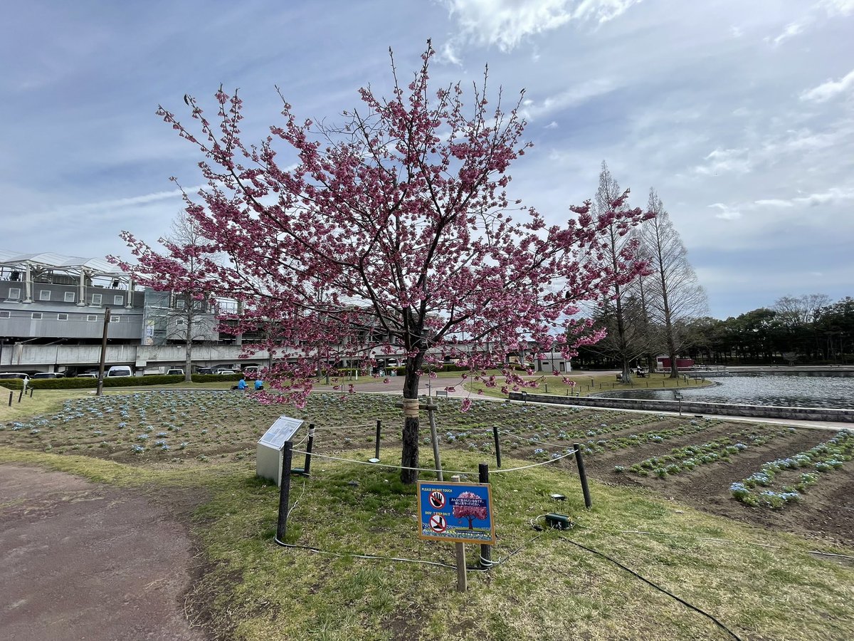 ❄️🐇雪うさぎ⛸️🌸 tweet media