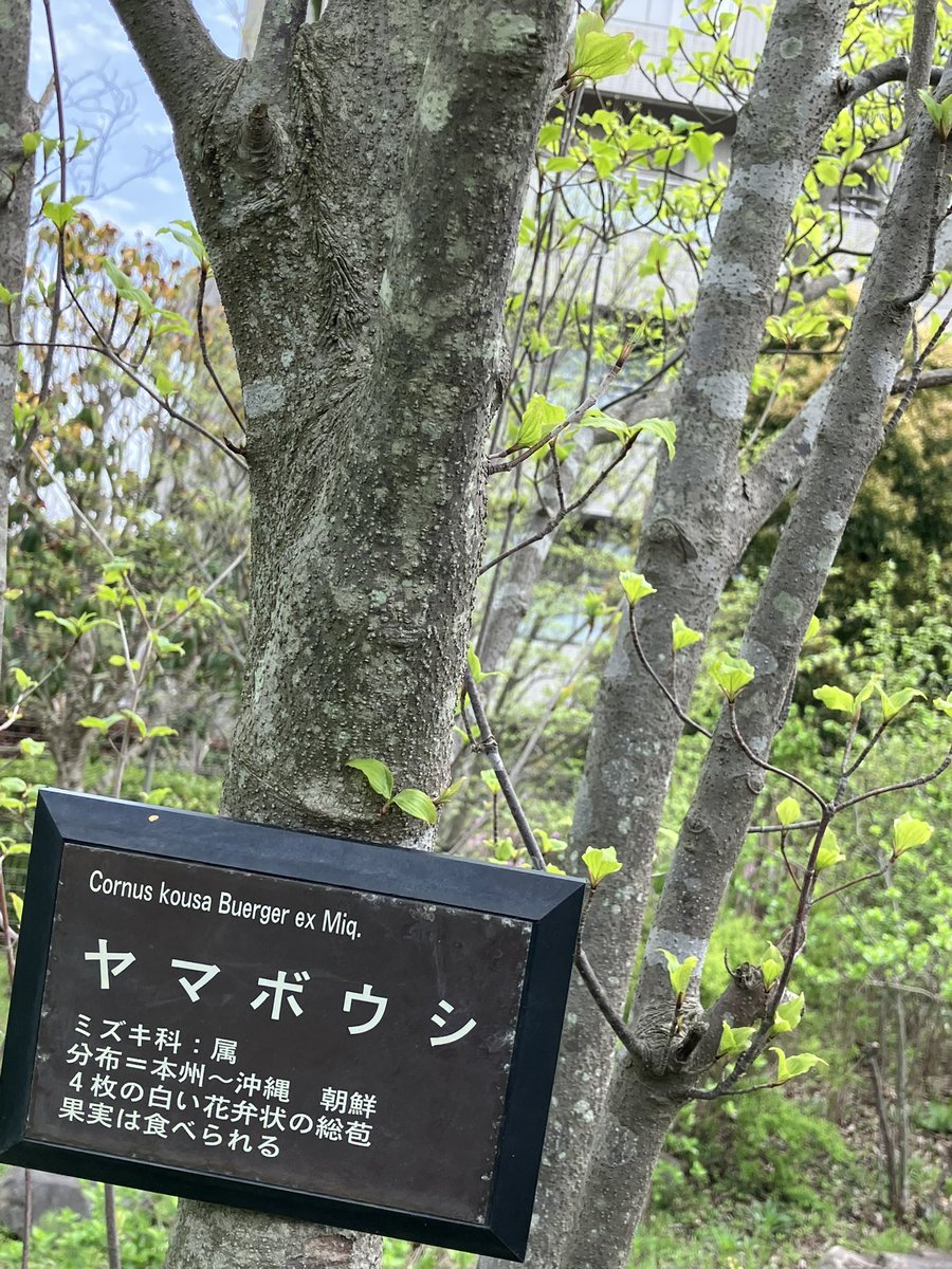 早川浩平/構造の伴奏者/木造住宅の耐震性をかみくだいて発信 tweet media