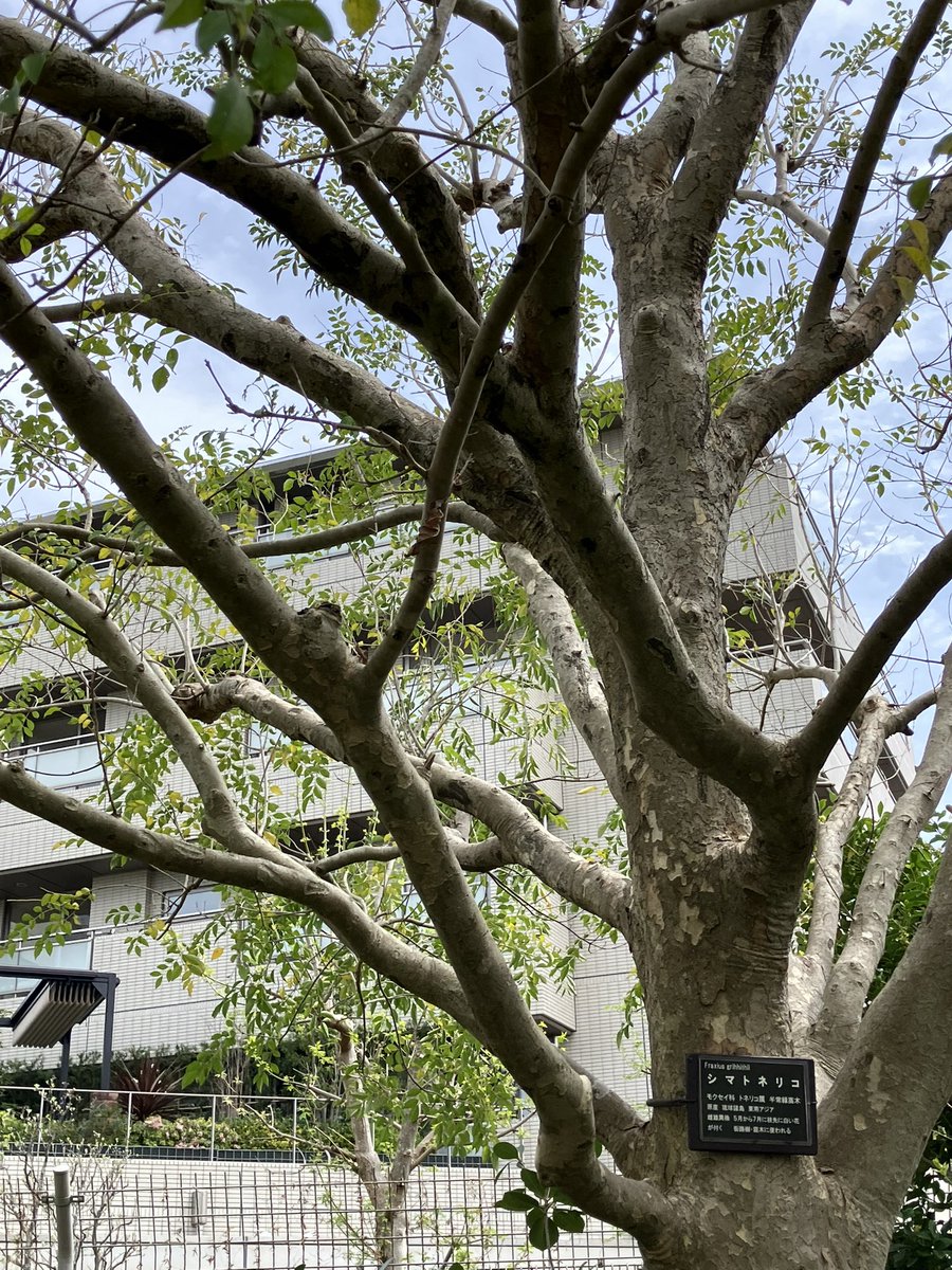 早川浩平/構造の伴奏者/木造住宅の耐震性をかみくだいて発信 tweet media