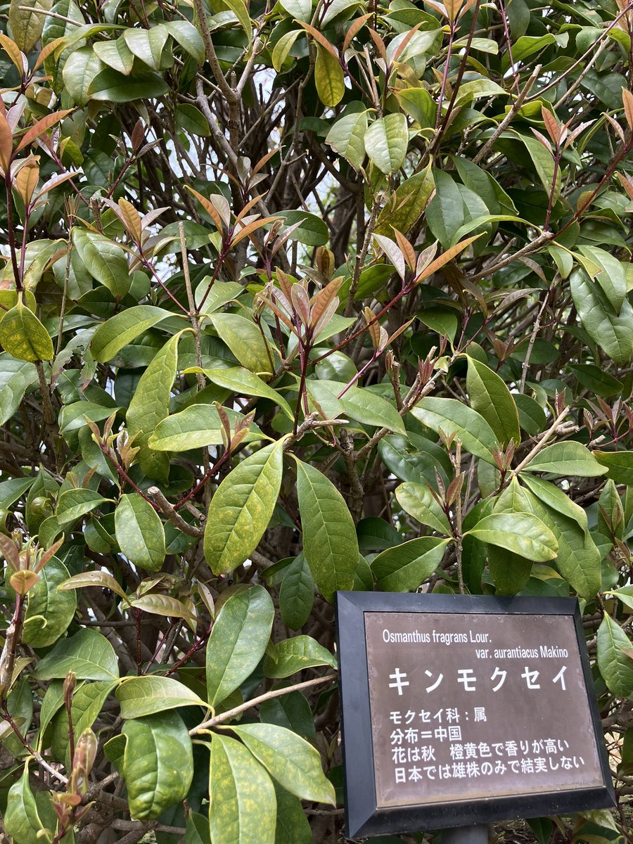 早川浩平/構造の伴奏者/木造住宅の耐震性をかみくだいて発信 tweet media