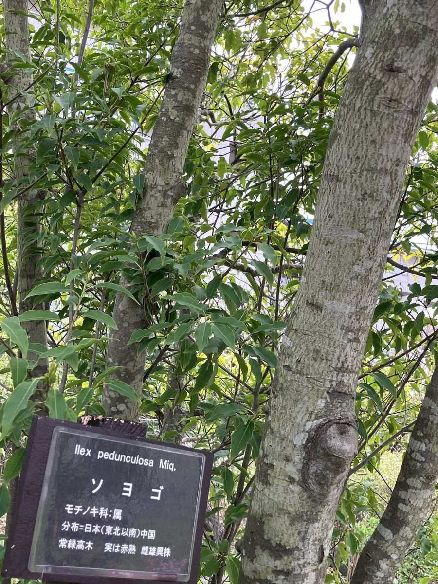 早川浩平/構造の伴奏者/木造住宅の耐震性をかみくだいて発信 tweet media