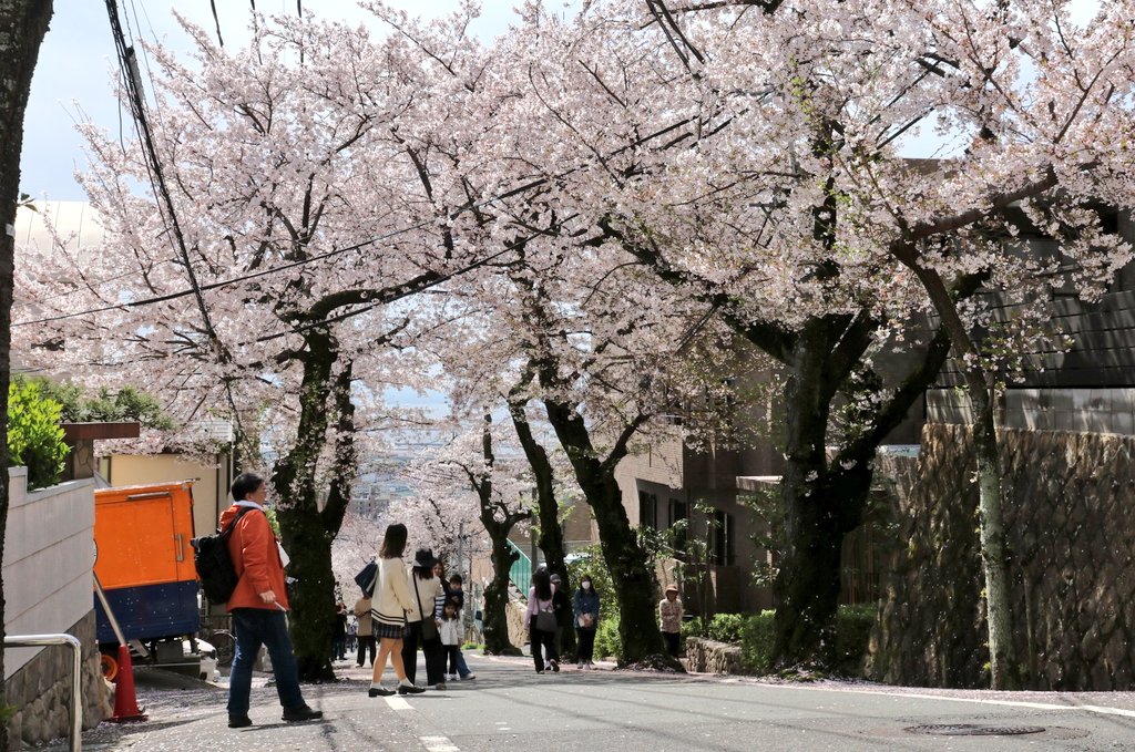 ようやく来れた神戸市灘区の桜のトンネル 写真で色々構図を考えて撮ったけど生で見るのが一番綺麗な桜並木でした♪
