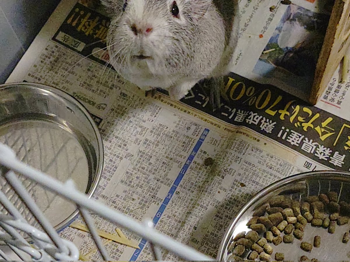 とんかつ tweet media