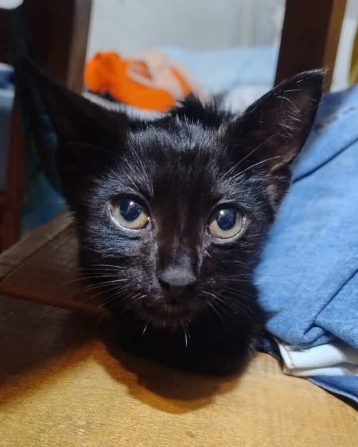 Fundación De Gatitos tweet media