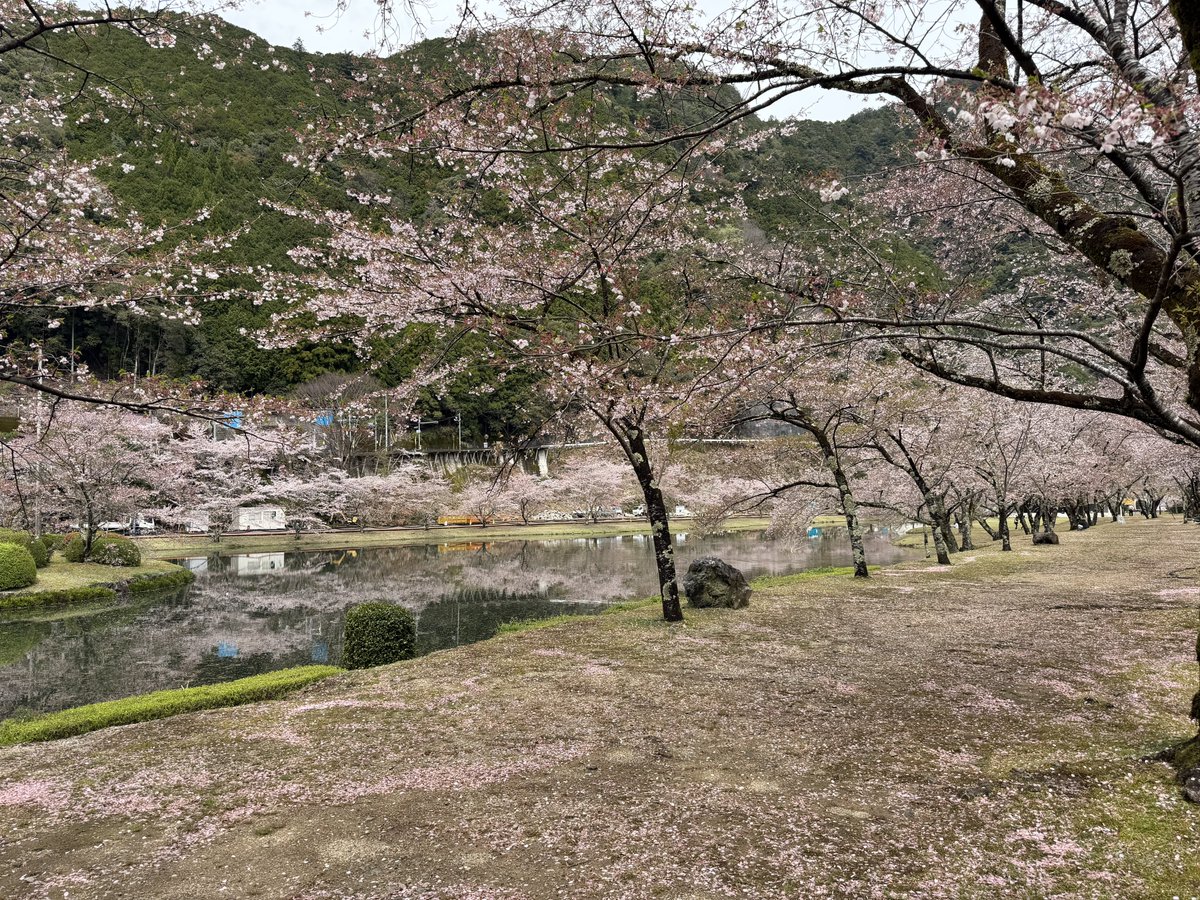 todo1018's tweet photo. 110しました
怖い〜

今日はお花見日和
とど家もお花見へ
今日は奈良の飛地
下北山スポーツ公園

少し葉桜でしたが
それでもキレイ！
お昼に柿の葉寿司
旨い！

その帰り道国道169
おきたてほやほや土砂崩れ
車線も潰して通行止めレベル

すぐに110
事故が起きなければいいんですが… https://t.co/jW8i8FvA8d