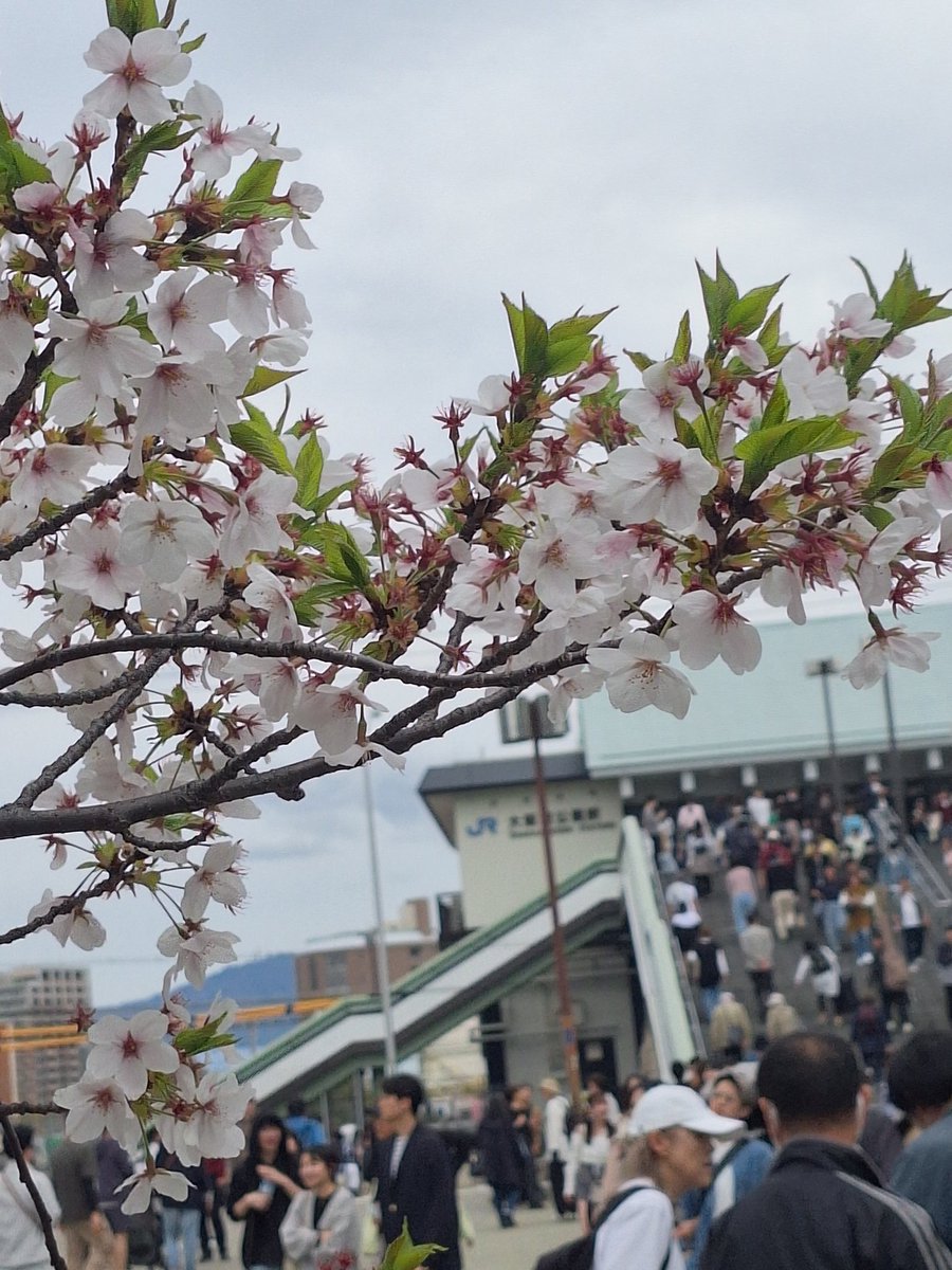 Free10402014511's tweet photo. #hot802 #802ACCESS
大阪城公園に到着と同時に「春の窓から」かかったぁ~。😂🌸🌸 https://t.co/418MUxXfiN
