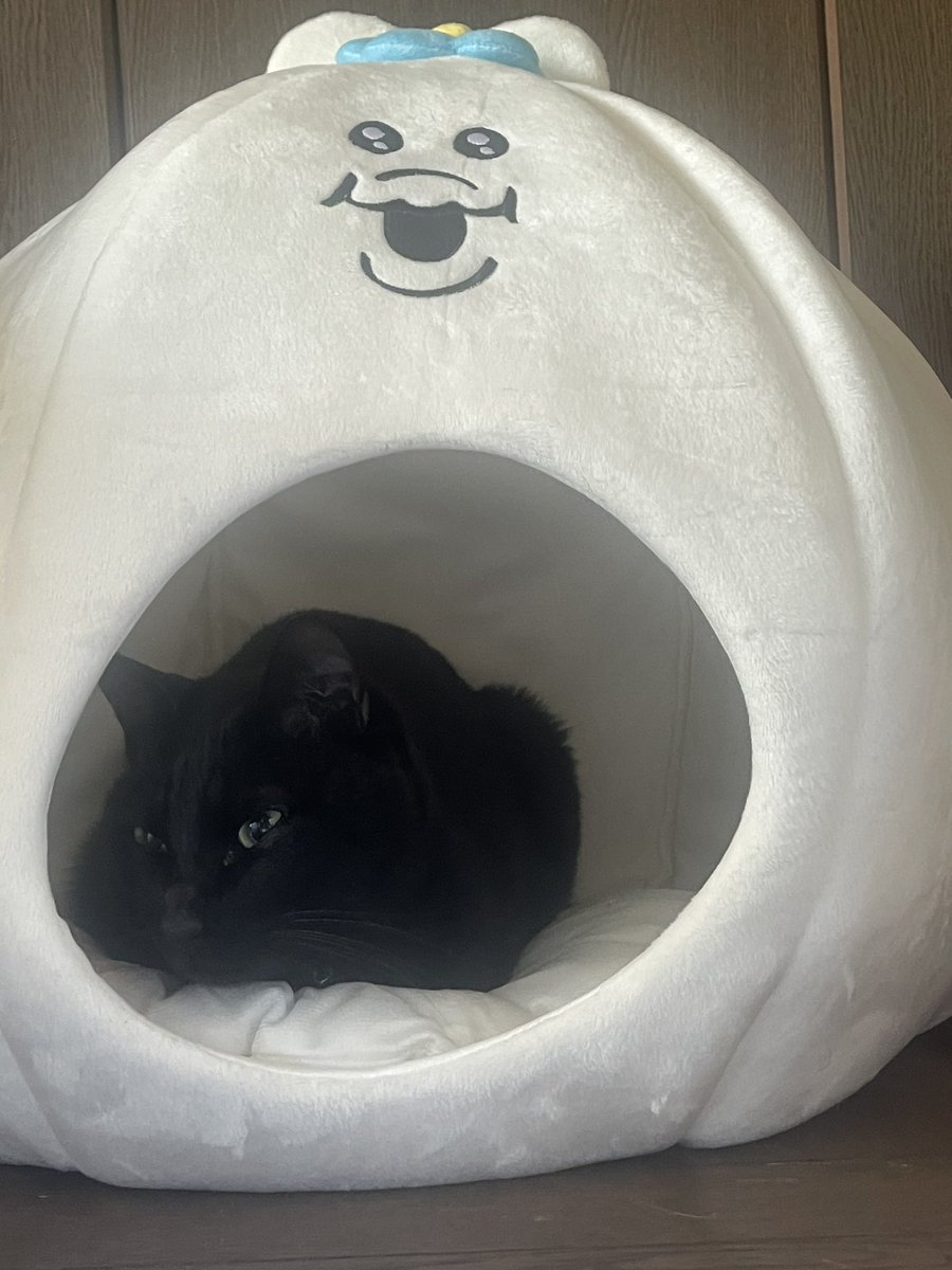 ㋫ロビンエンジン𓅫 tweet media