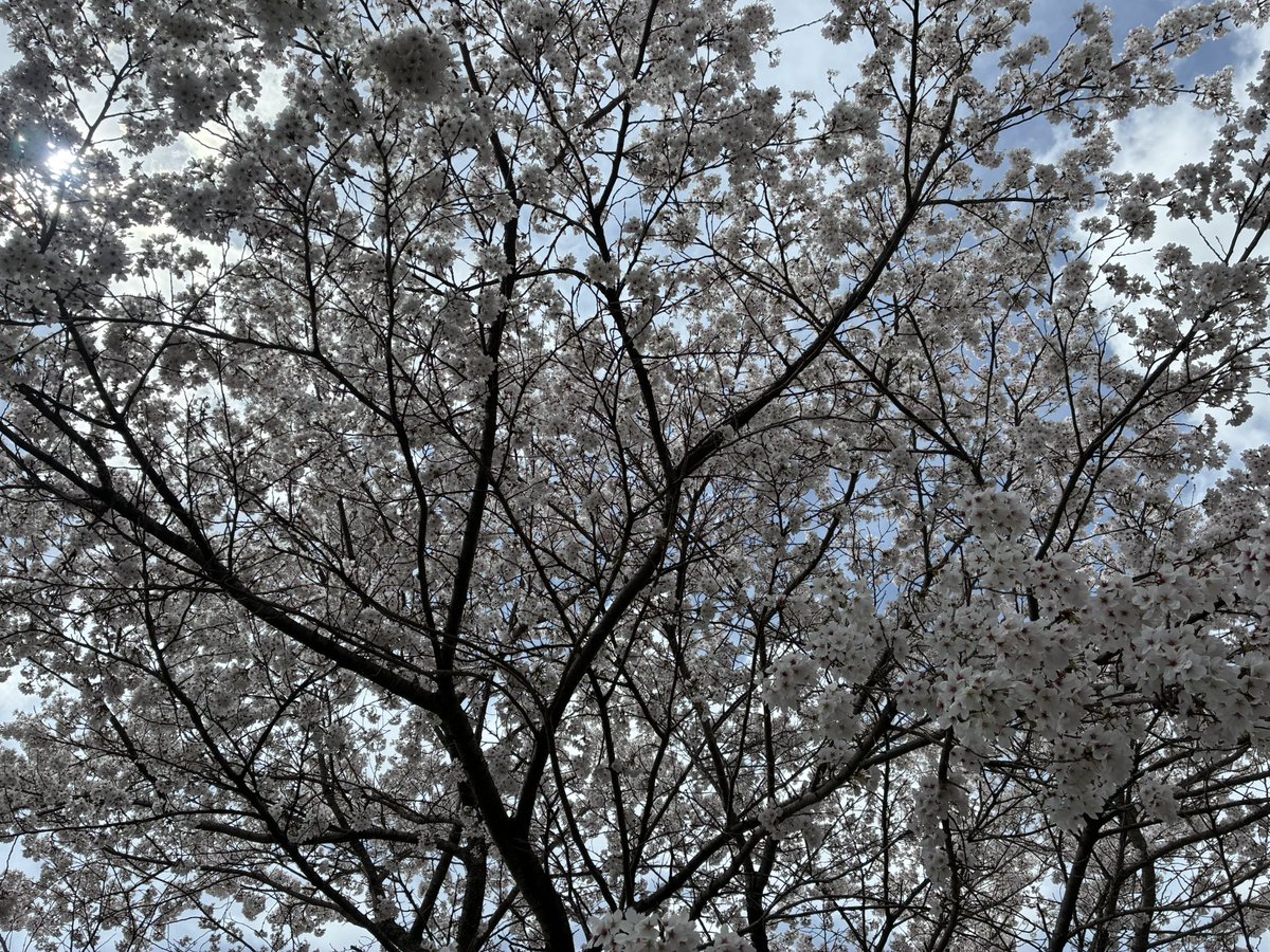 そらっち tweet media