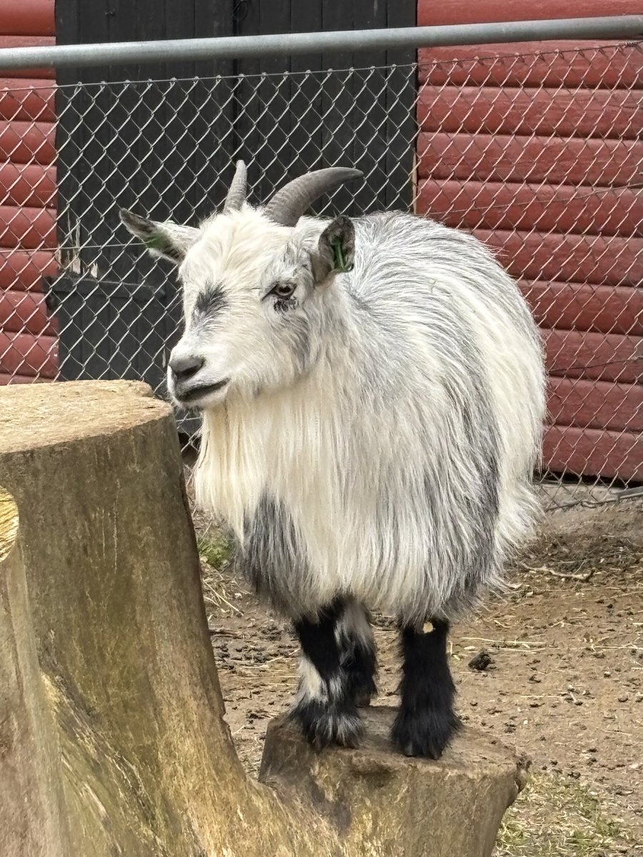 Glagrisen tweet media