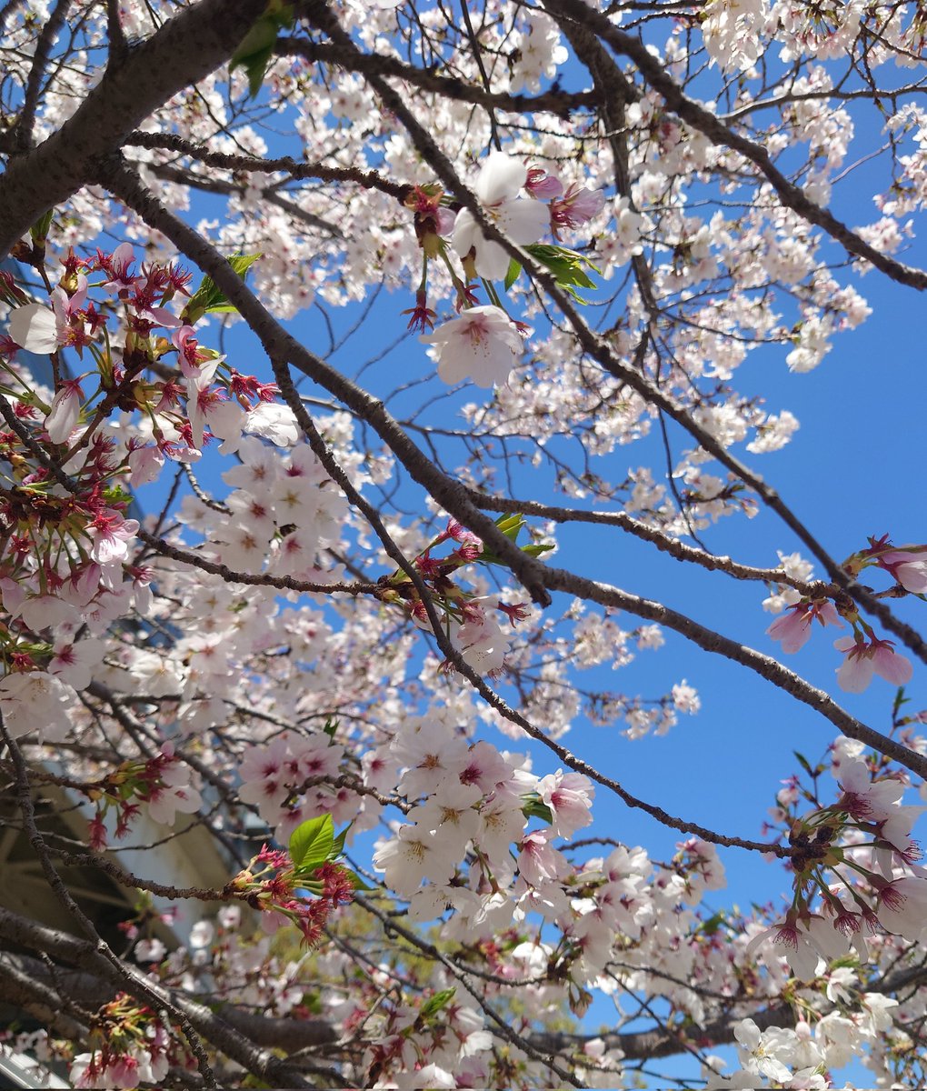 アヤコ(・(ｪ)・)🩵🌱🎤 tweet media