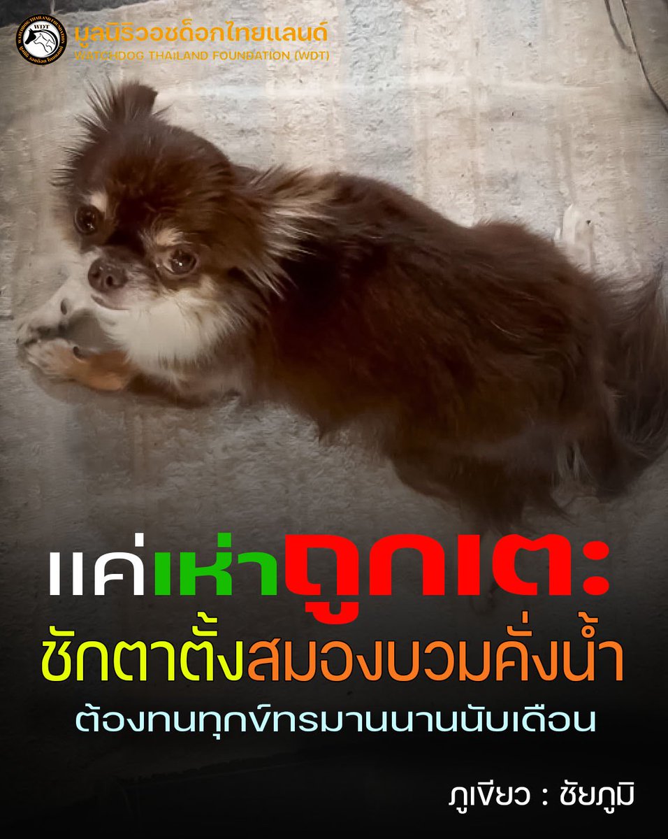 Watchdog Thailand Foundation tweet media