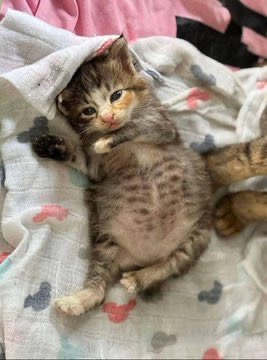 popular cats post tweet media