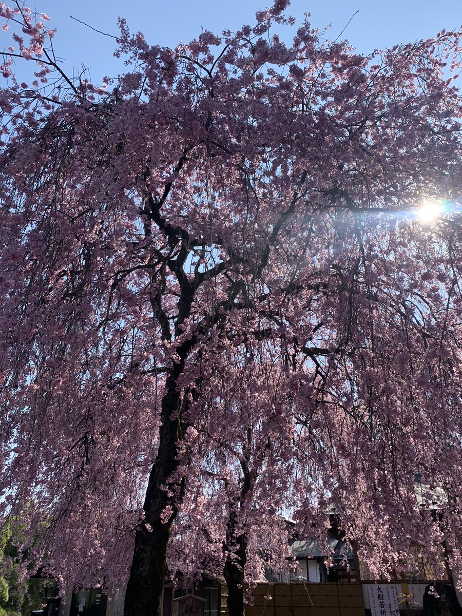 hiroSugi_PR02's tweet photo. 春の日光
法蔵寺しだれ桜と旧街道杉並木 https://t.co/Jw5s8anU8Z