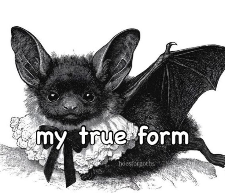 крёстная ведьма𓆸 tweet media