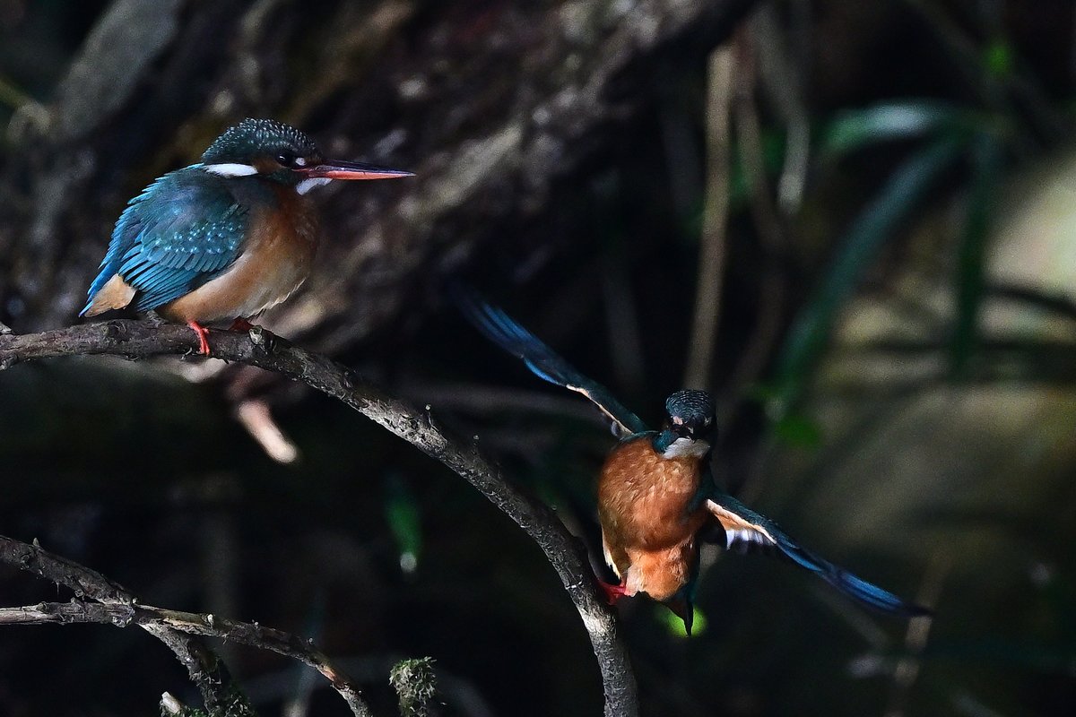 o_tac_evo's tweet image. Kingfishers

NIKKOR Z 600mm f/4 TC VR S
F4.5 1/2000 ISO800
Nikon Z9 Ver. 5.32 w/Tripod
Sachtler FSB8MKII on RRS TVC-34L Mk2
HOLOSUN HS510C
#holosun #lenscoat #sachtler #rrs #ReallyRightStuff #nikkor #nikon #znikkor #z9 #unstoppable #magpul #kingfisher