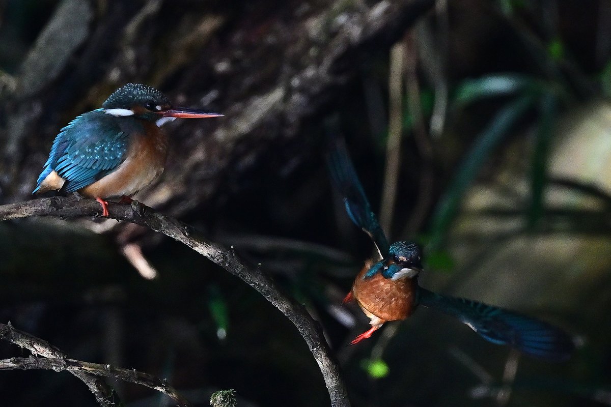 o_tac_evo's tweet image. Kingfishers

NIKKOR Z 600mm f/4 TC VR S
F4.5 1/2000 ISO800
Nikon Z9 Ver. 5.32 w/Tripod
Sachtler FSB8MKII on RRS TVC-34L Mk2
HOLOSUN HS510C
#holosun #lenscoat #sachtler #rrs #ReallyRightStuff #nikkor #nikon #znikkor #z9 #unstoppable #magpul #kingfisher