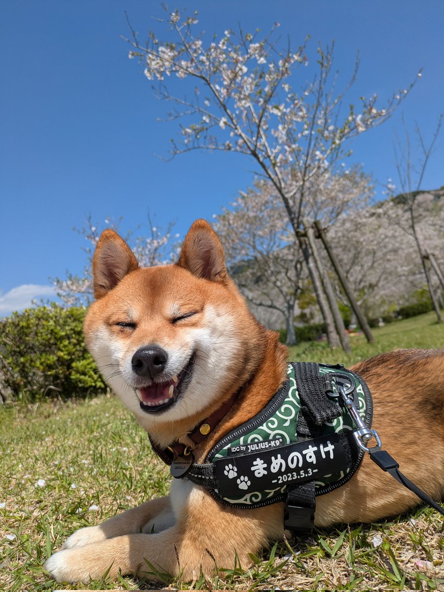 mocotte(モコット)@ふわふわどうぶつ刺繍🧵 tweet media