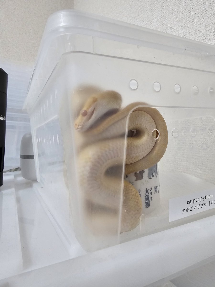 Morelia Lab tweet media