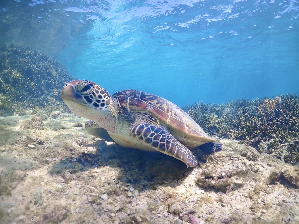 せんちゃん🐾 tweet media