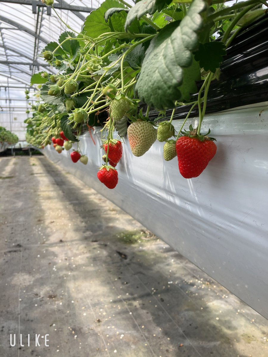 _yu_uuuu_'s tweet photo. 家族のリクエストで、いちご狩りへ🍓
10個くらいは食べたかな……😅
帰りに寄ったランチが美味しくて満足( ﾟДﾟ)ｳﾏｰ🍝🍕 https://t.co/nQso1cltOD