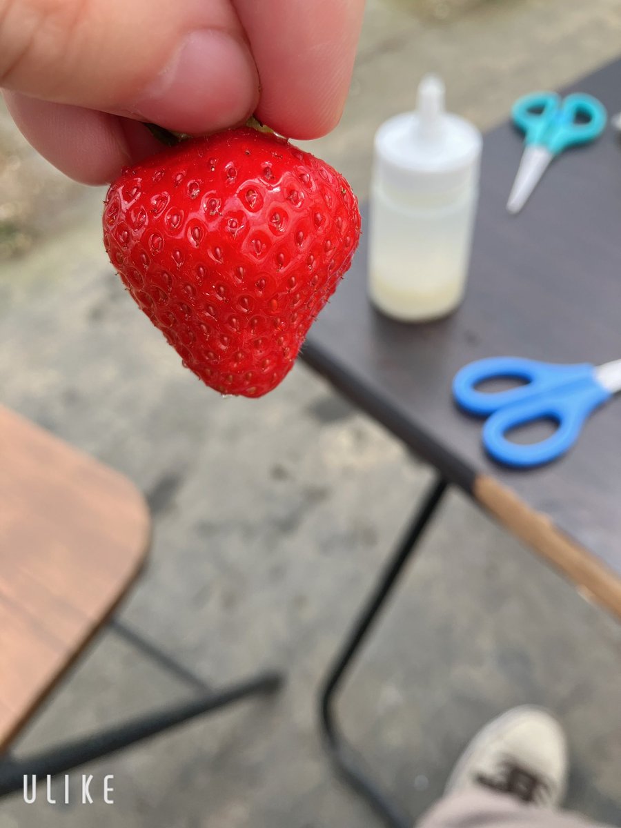 _yu_uuuu_'s tweet photo. 家族のリクエストで、いちご狩りへ🍓
10個くらいは食べたかな……😅
帰りに寄ったランチが美味しくて満足( ﾟДﾟ)ｳﾏｰ🍝🍕 https://t.co/nQso1cltOD
