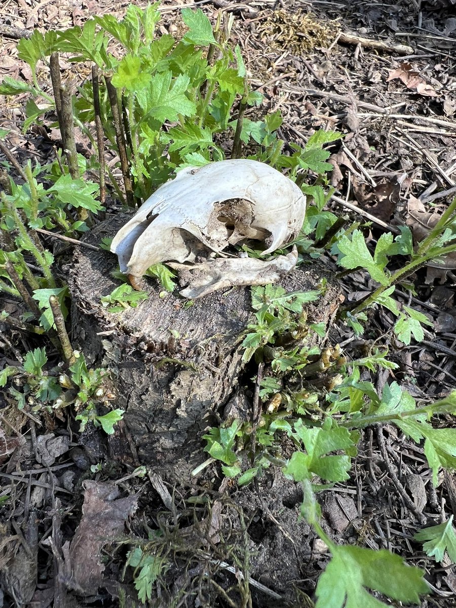 mark schuster tweet media