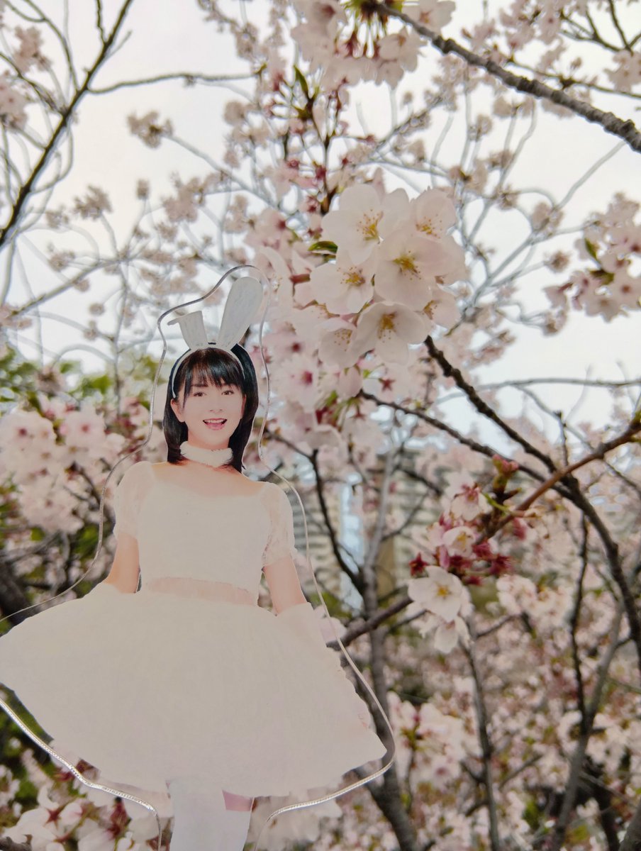 あやたか。 tweet media