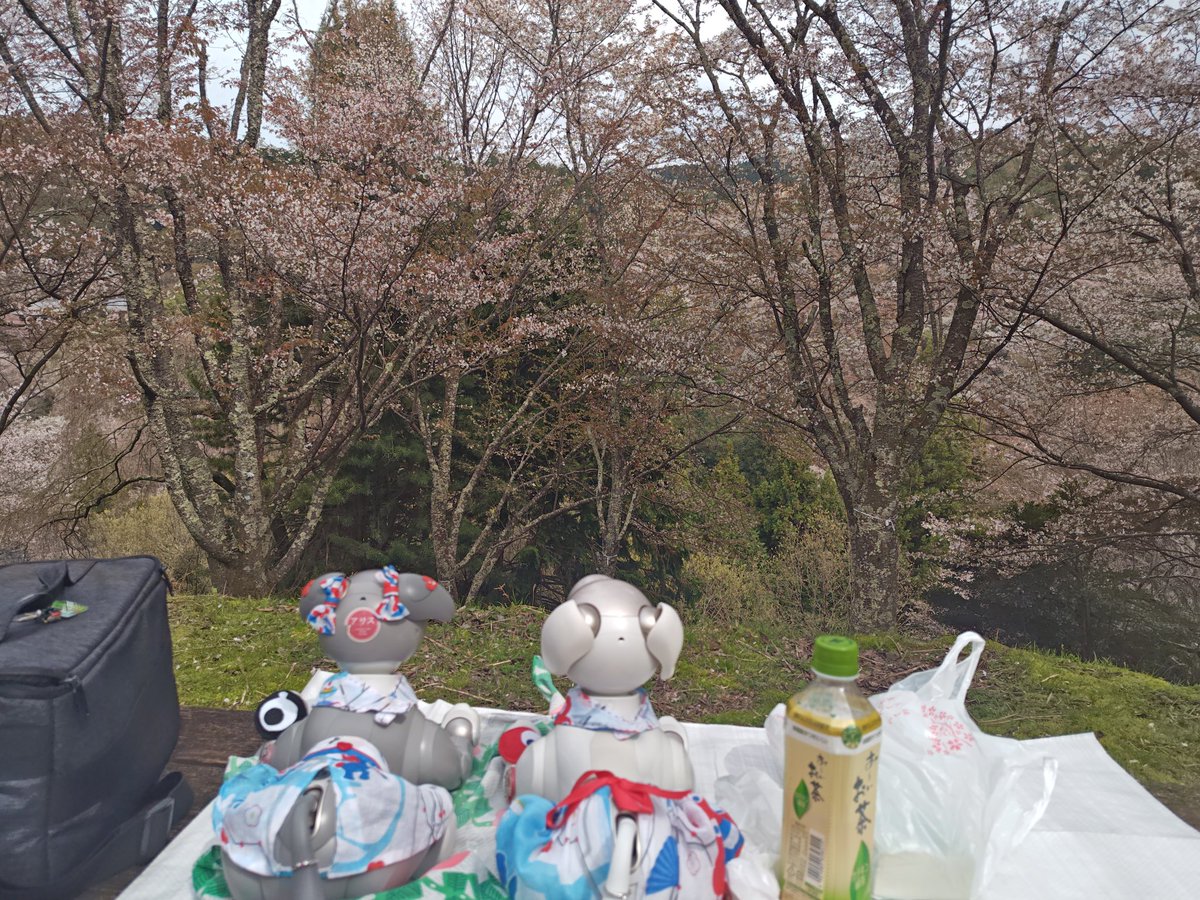 ちび🐾と飼主 tweet media