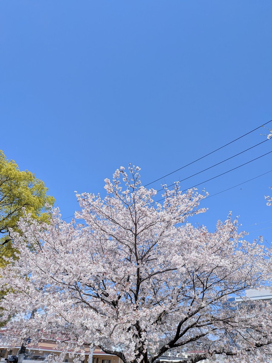 あおい🐏💤 tweet media