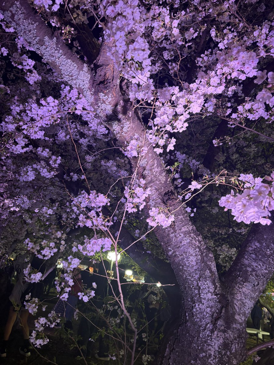 早田さきこ tweet media