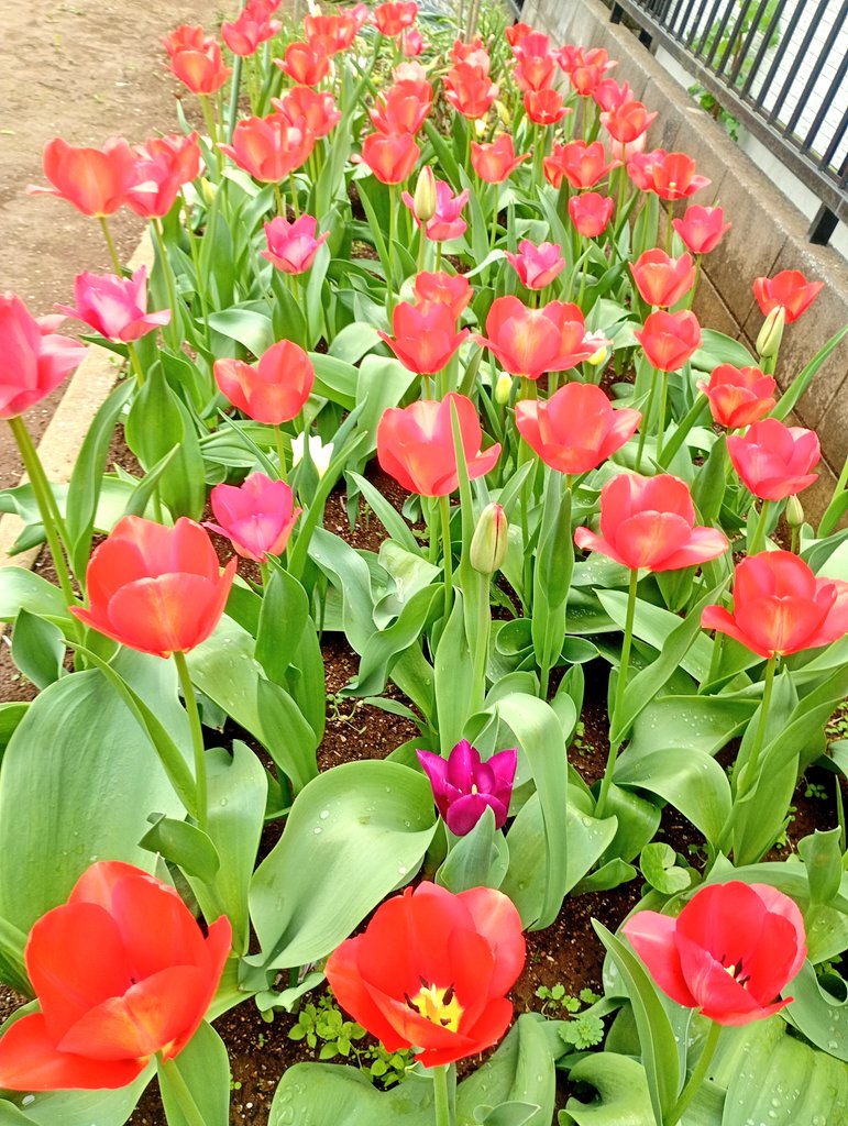 しまど/simadjp tweet media