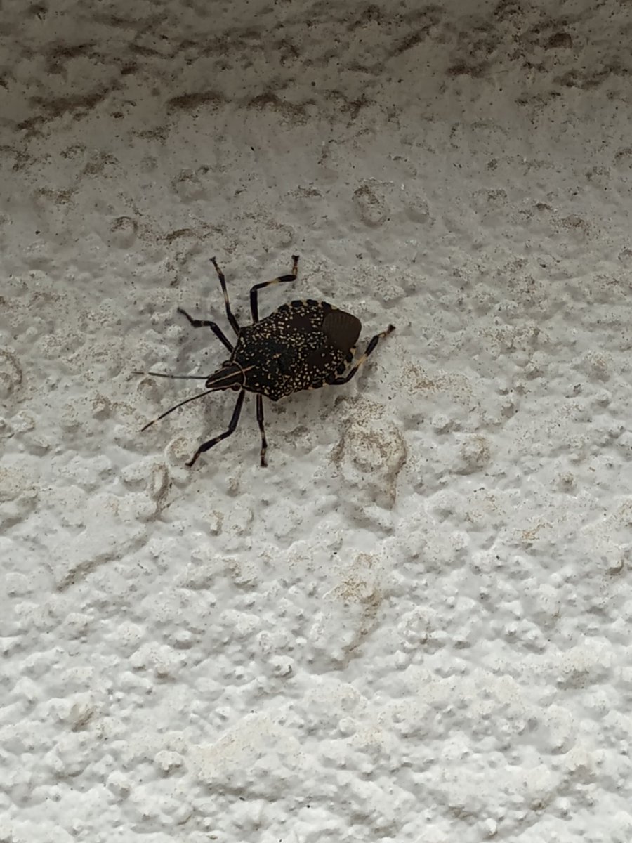 あいぽん 😚 a.k.a CHUPPA🐒 tweet media