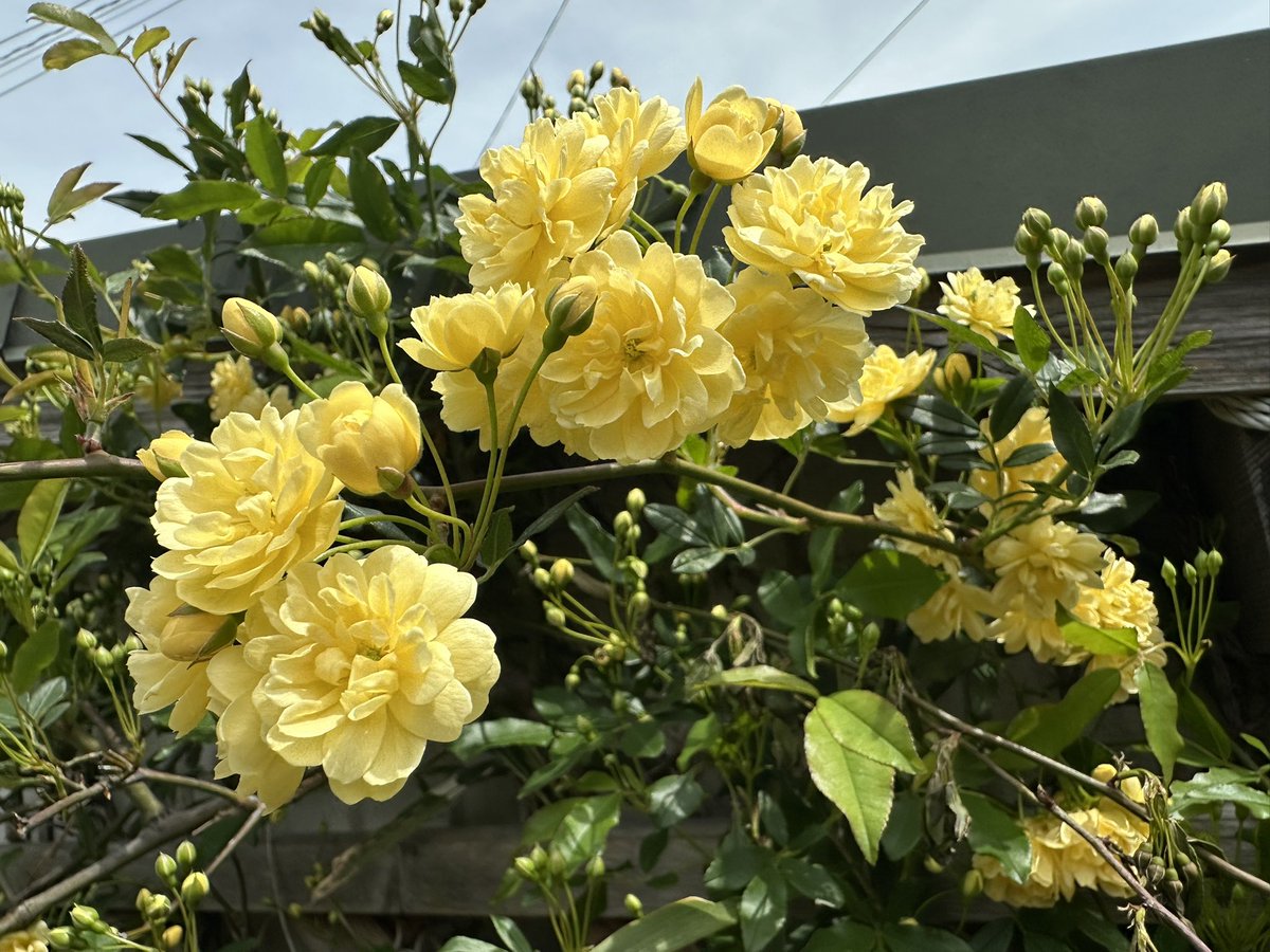 ピュン子 tweet media