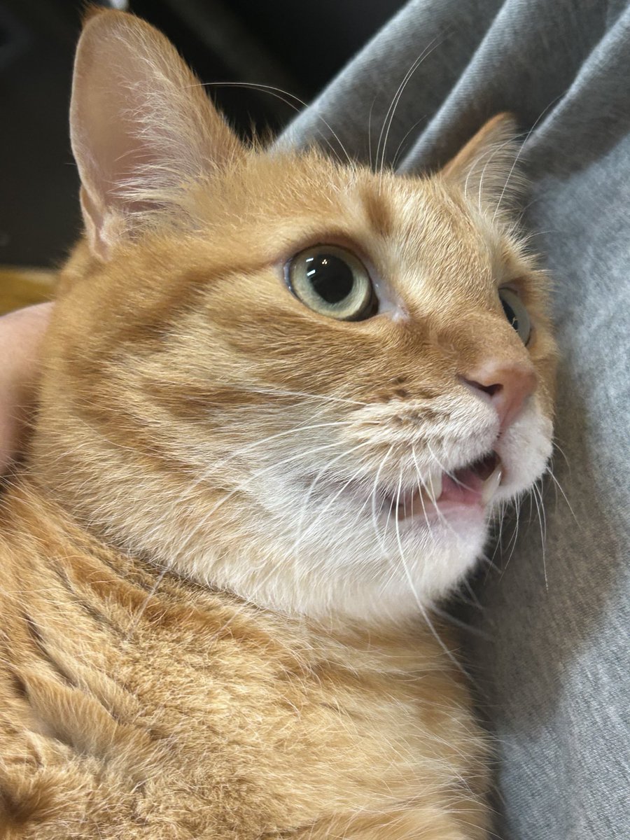 鮭とば猫 tweet media