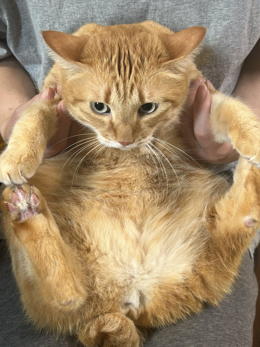 鮭とば猫 tweet media