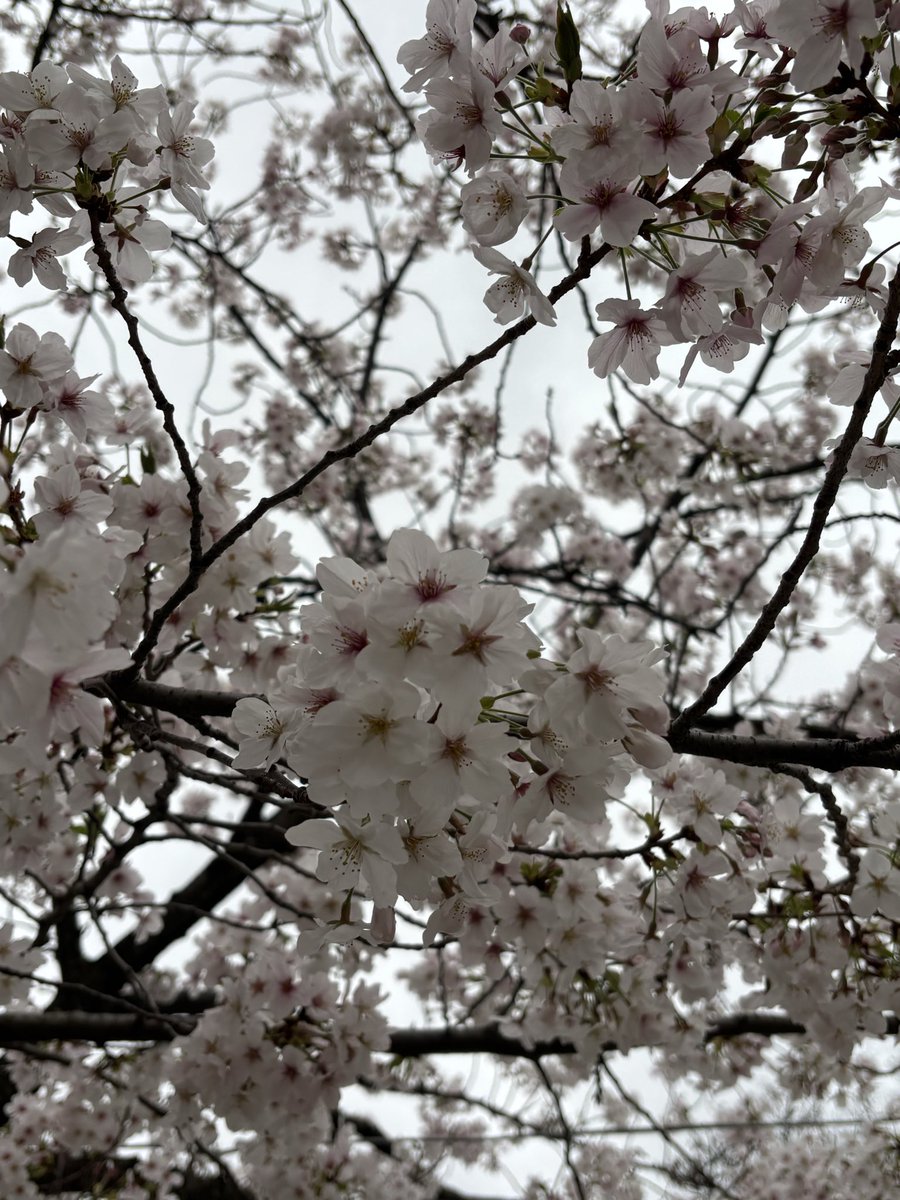 ラナちゃん tweet media