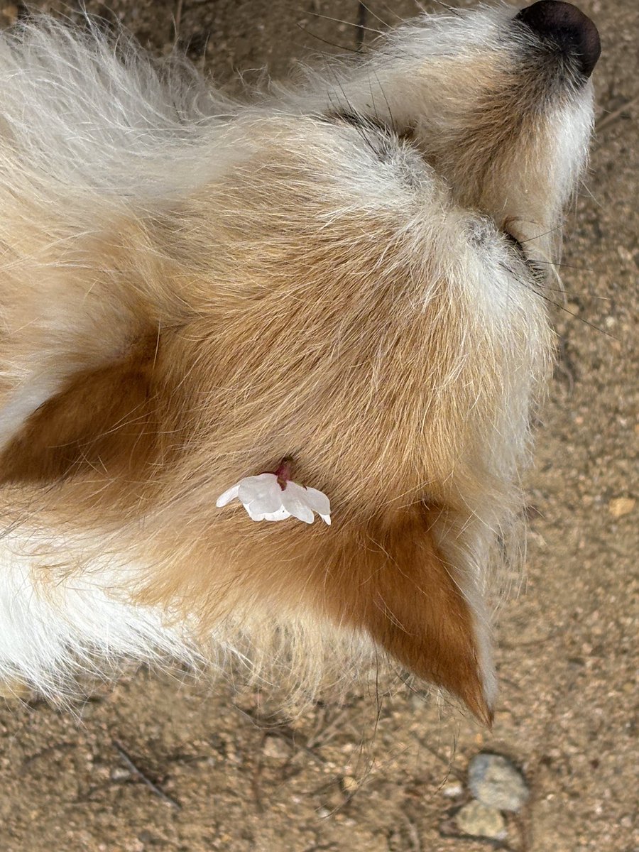 이름은 귀리 🕯️가족 찾은 찰떡 tweet media